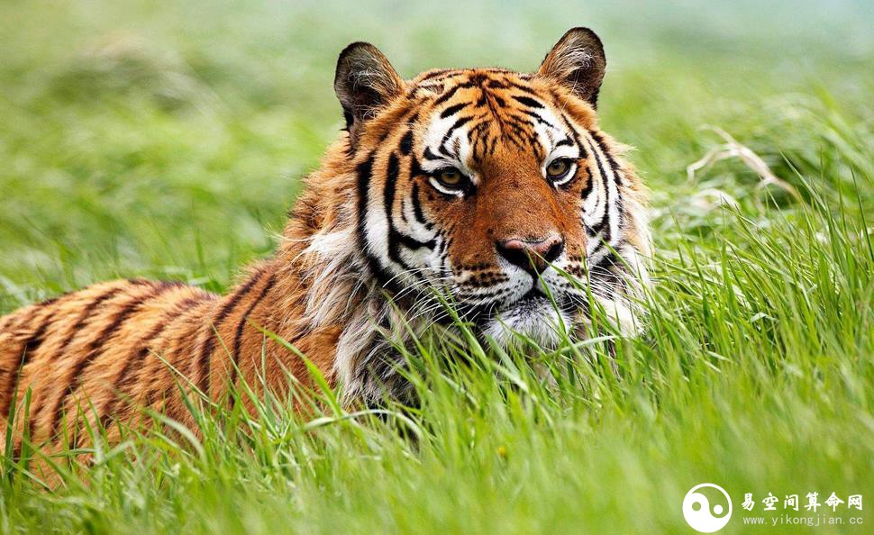 属虎O型血的性格特点 属虎O型血的男女性格特点 属虎O型血的性格特点 属虎O型血的男女性格特点